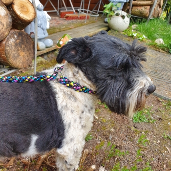 Handgefertigte Hundeleine in schwarz-bunt und passendes Zug-Stopp-Halsband für kleine Hunde