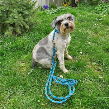 Handgefertigte Hundeleine in türkis-braun und passendes Zug-Stopp-Halsband für kleine Hunde
