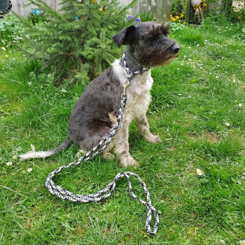 Handgefertigte Hundeleine in schwarz-grau und passendes Zug-Stopp-Halsband für kleine Hunde
