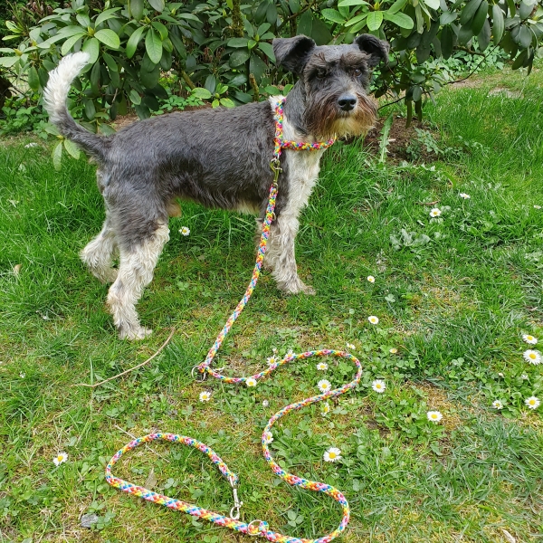 Handgefertigte Hundeleine in rot-bunt und passendes Zug-Stopp-Halsband für kleine Hunde
